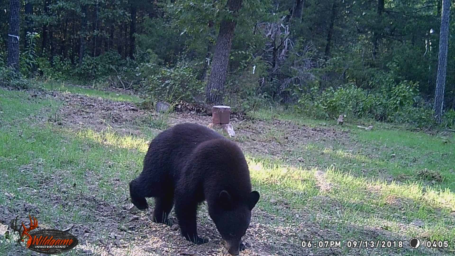 Black Bear Hunt AR Trips4Trade