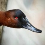 Profile picture of Feathered Arts Taxidermy