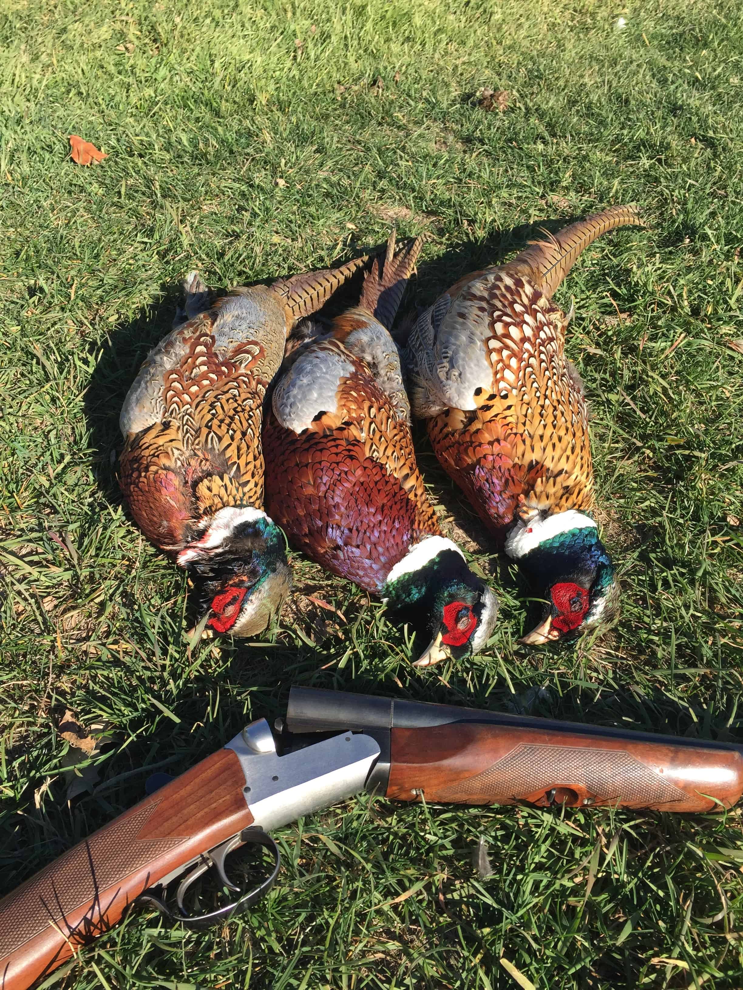 Pheasant Hunting Gear List, Upland Game Adventures 