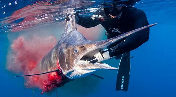 Spearfishing & Diving - NZ - Trips4Trade