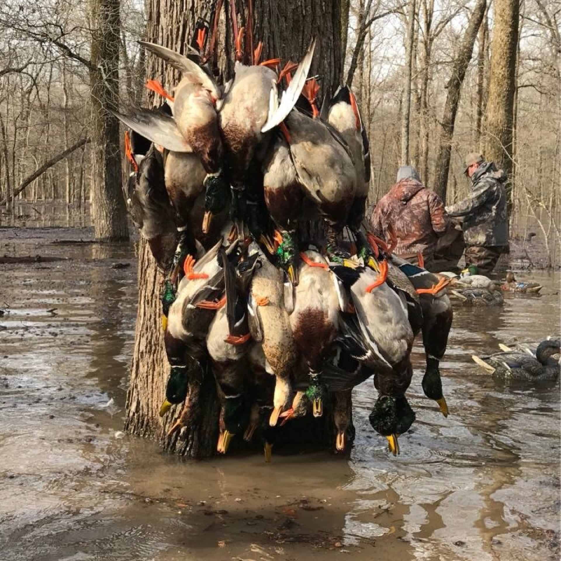 Green Timber Duck Hunting- AR - Trips4Trade