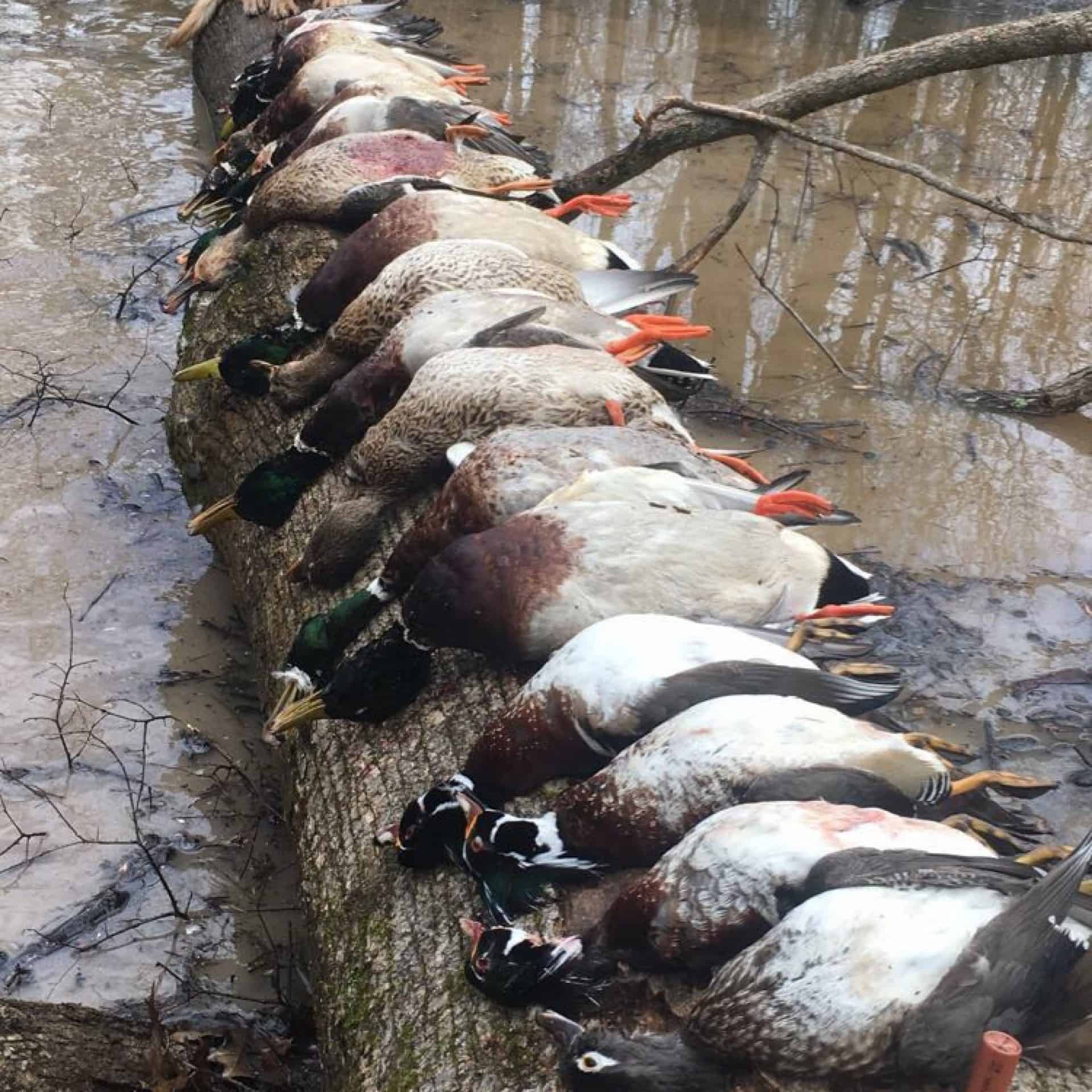 Green Timber Duck Hunting AR Trips4Trade