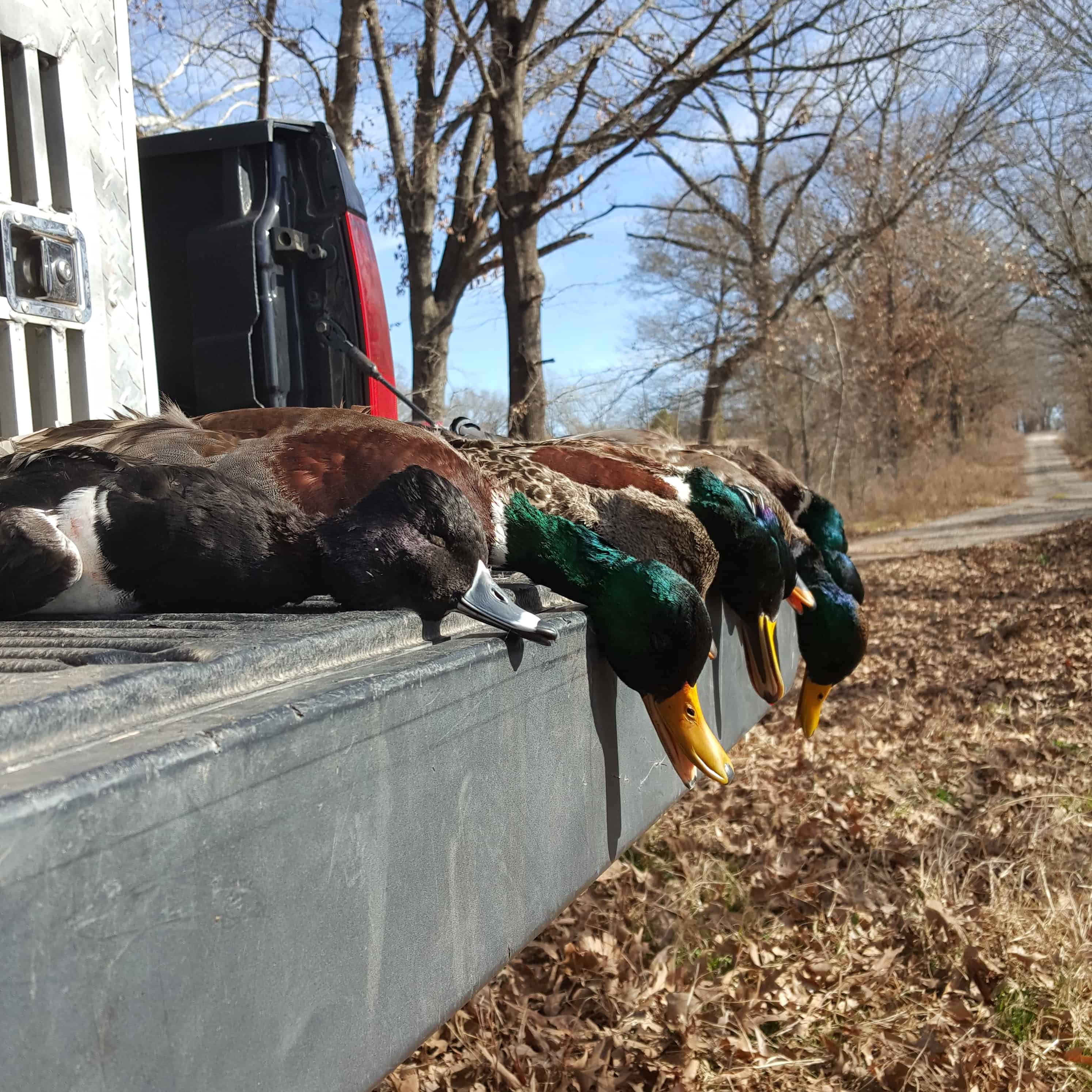 Duck Hunting OK Trips4Trade