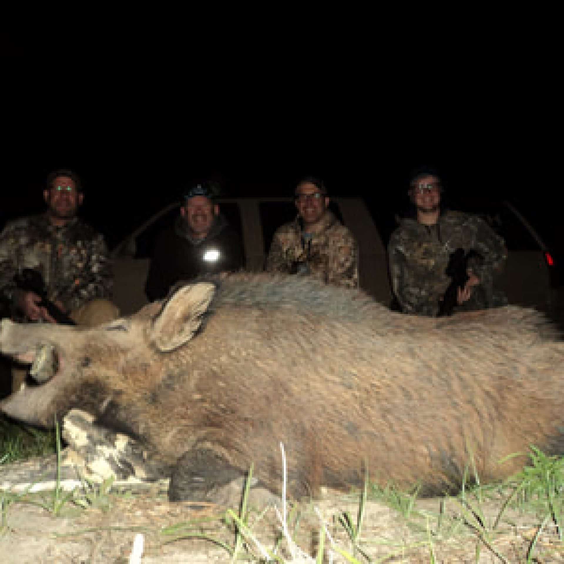 hog hunting trips