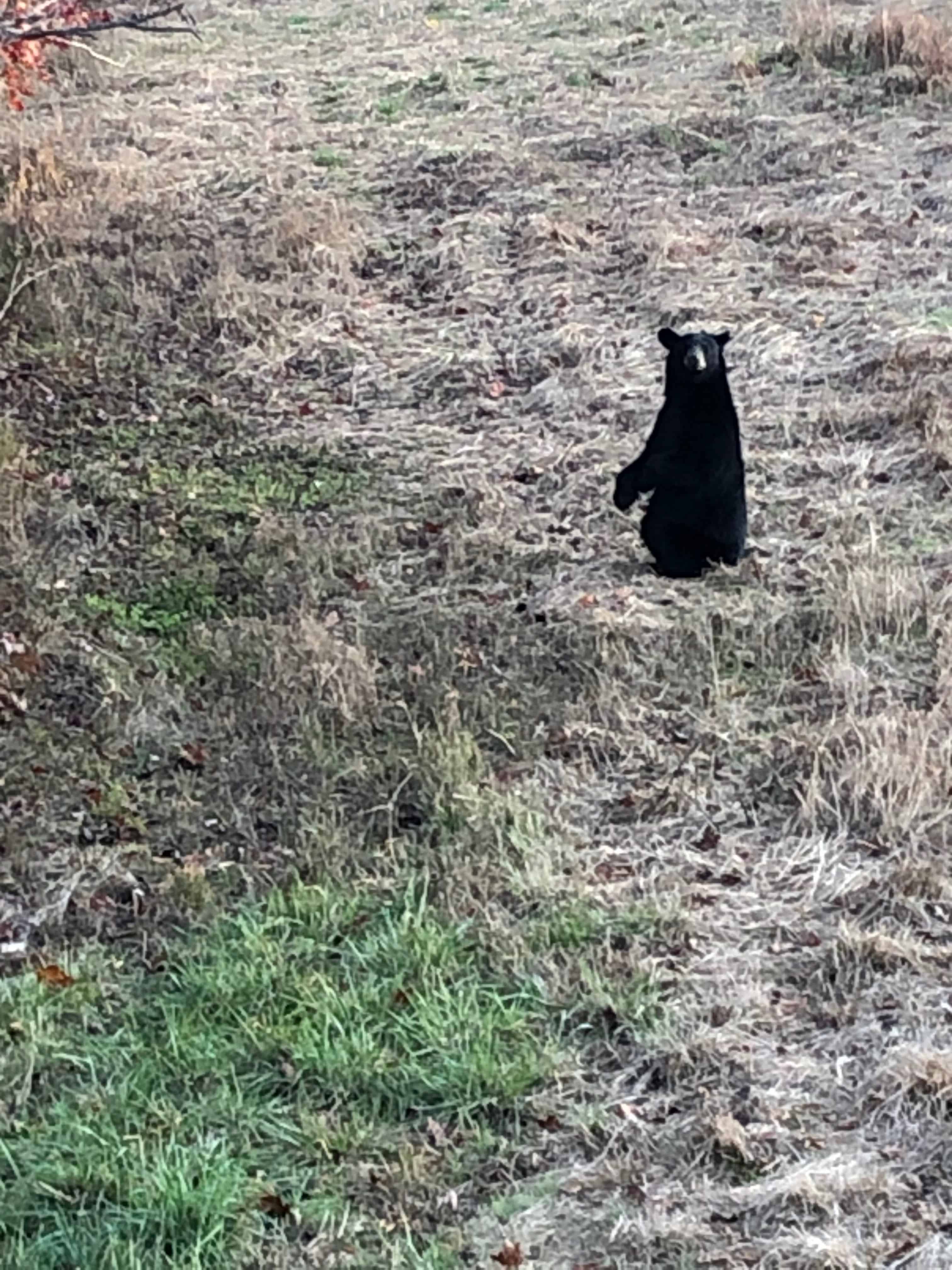 Black Bear Hunting - VA - Trips4Trade