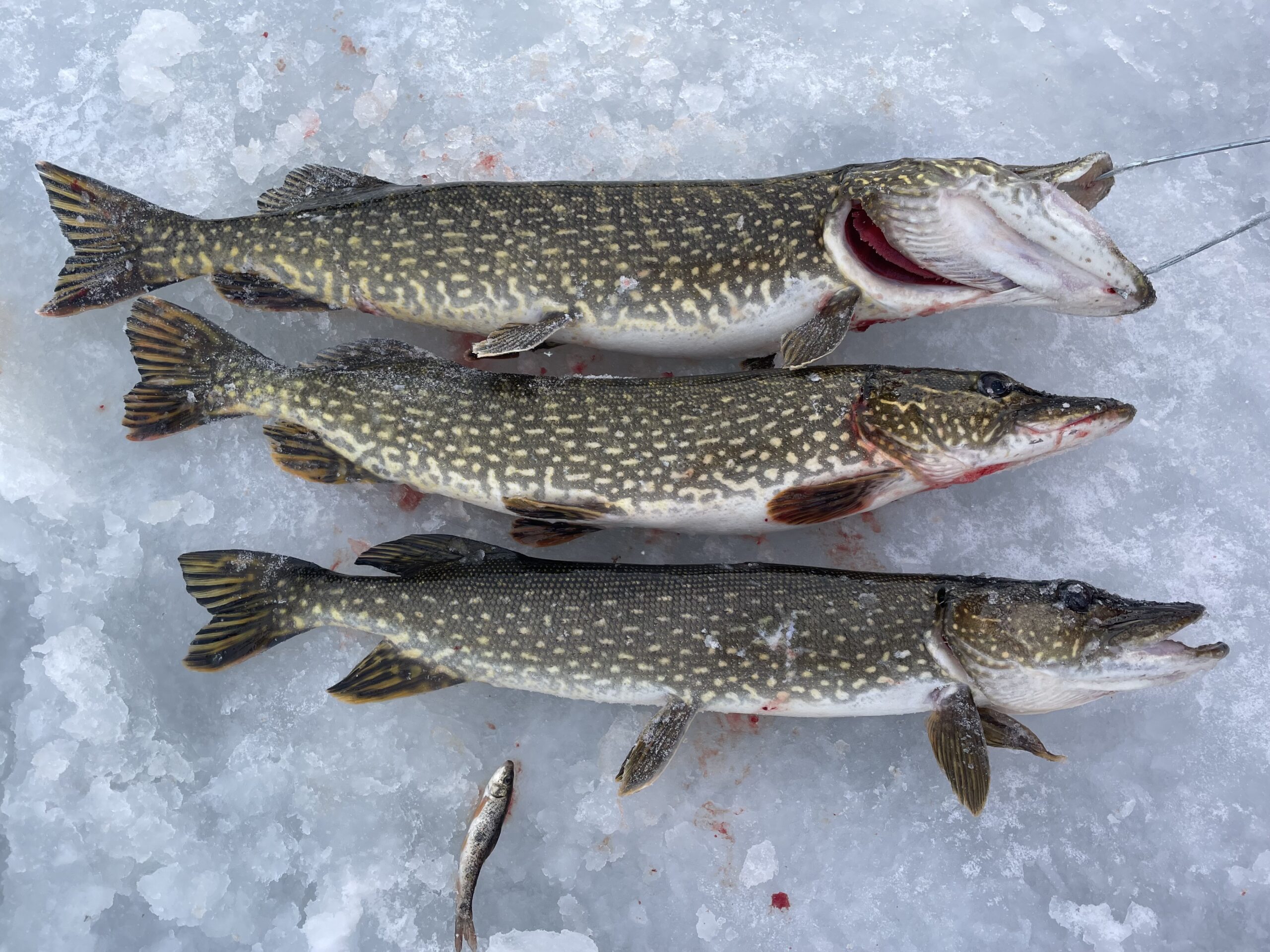 Spearing for Northern Pike - MI - Trips4Trade